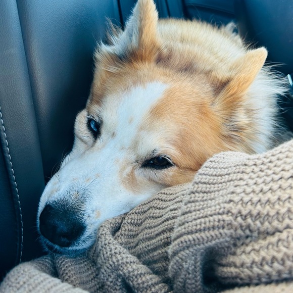 Tommy Hilfiger Beige Camel Knit Jumper Crew Neck Oversized Sweater - Picture 9 of 10